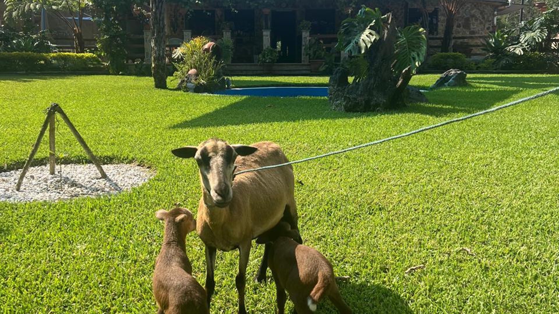 Finca comercial 26 manzanas en Venta en la Verapaces  - Miniatura 28