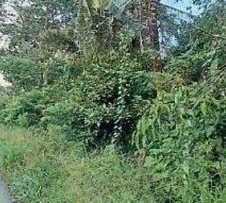 FINCA EN VENTA | IDEAL PARA DESARROLLO COMERCIAL | PUERTO BARRIOS, IZABAL