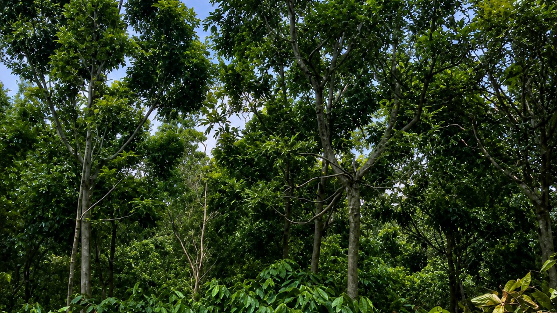 FINCA FORESTAL CERTIFICADA EN VENTA | ESCUINTLA GUATEMALA - Miniatura 7