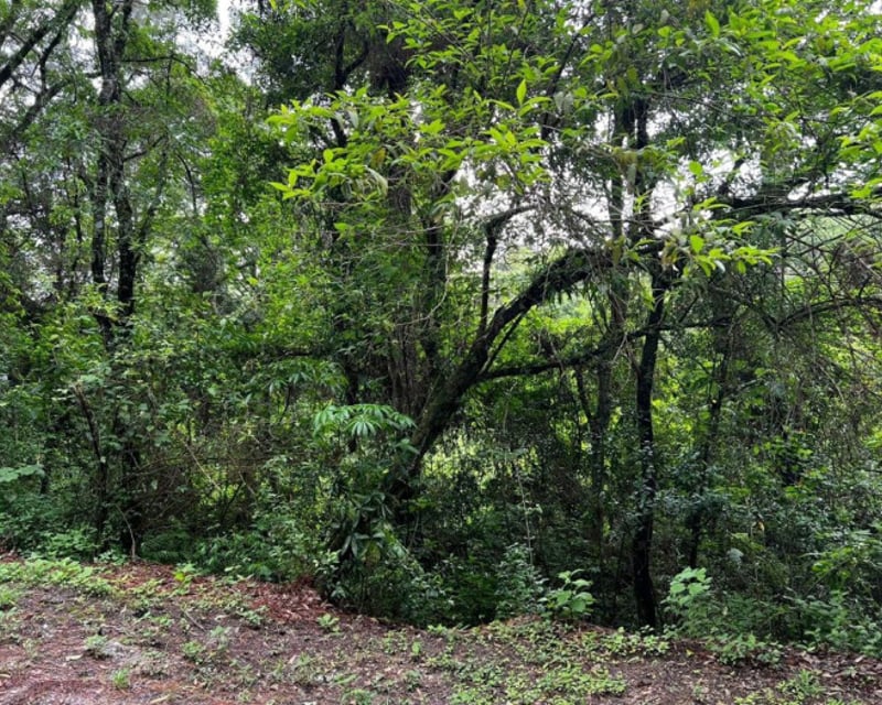 Terreno en Venta en zona 7 el Encinal