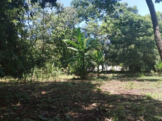 Land for Rent in Escuintla, km 79 route to Siquinala - Image 4