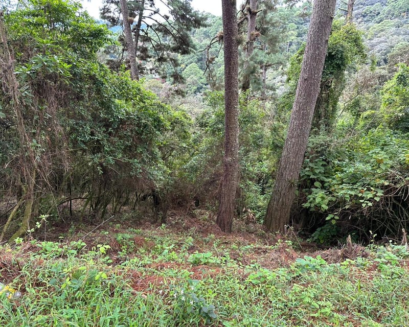 VENTA TERRENOS EN EL ENCINAL, MIXCO