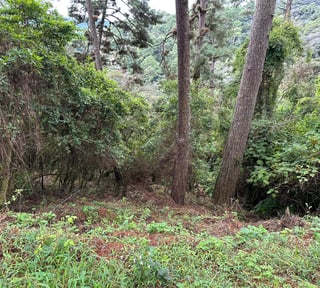 VENTA TERRENOS EN EL ENCINAL, MIXCO