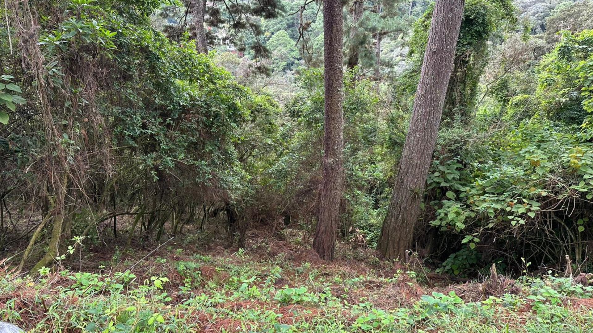 VENTA TERRENOS EN EL ENCINAL, MIXCO