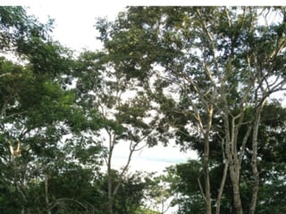 VENDO TERRENO EN SAN ANDRES PETEN - 4