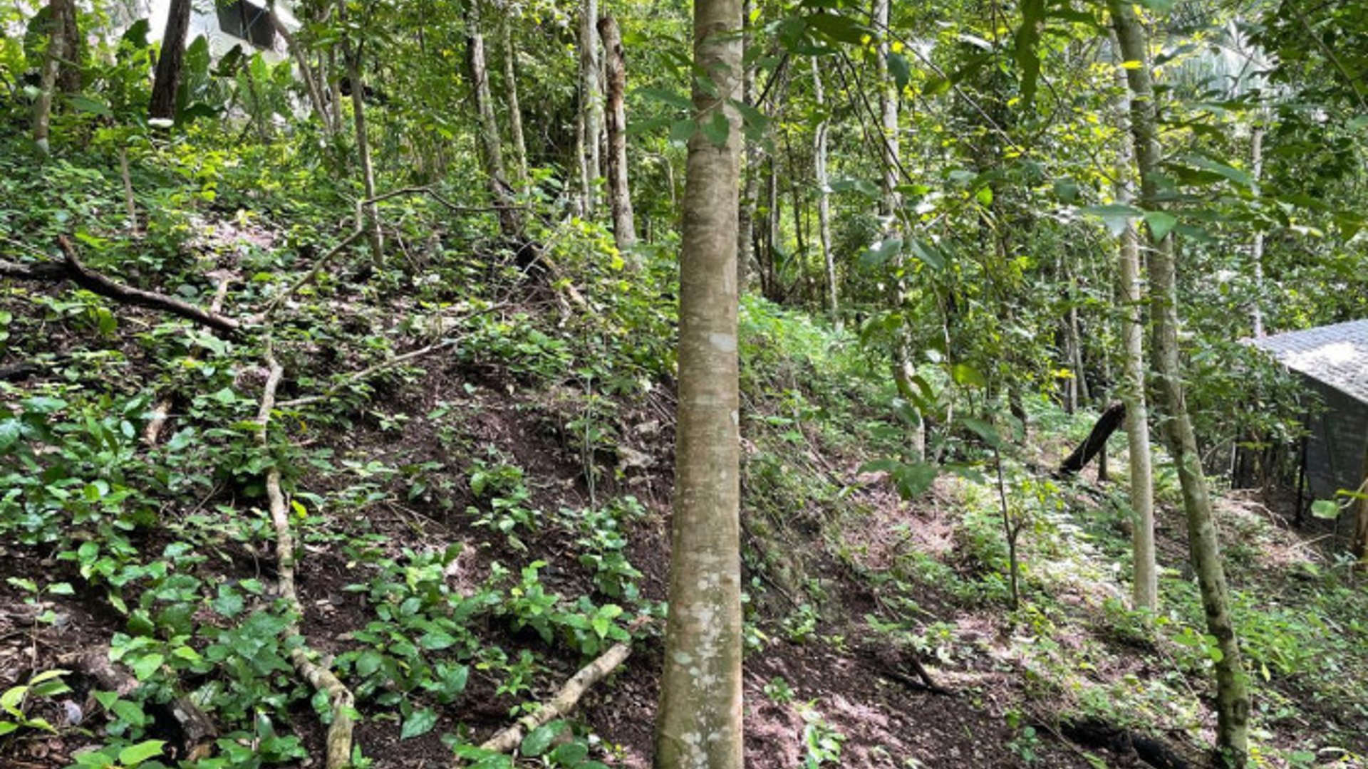 Terreno en Venta El Remate Flores Peten - Miniatura 3