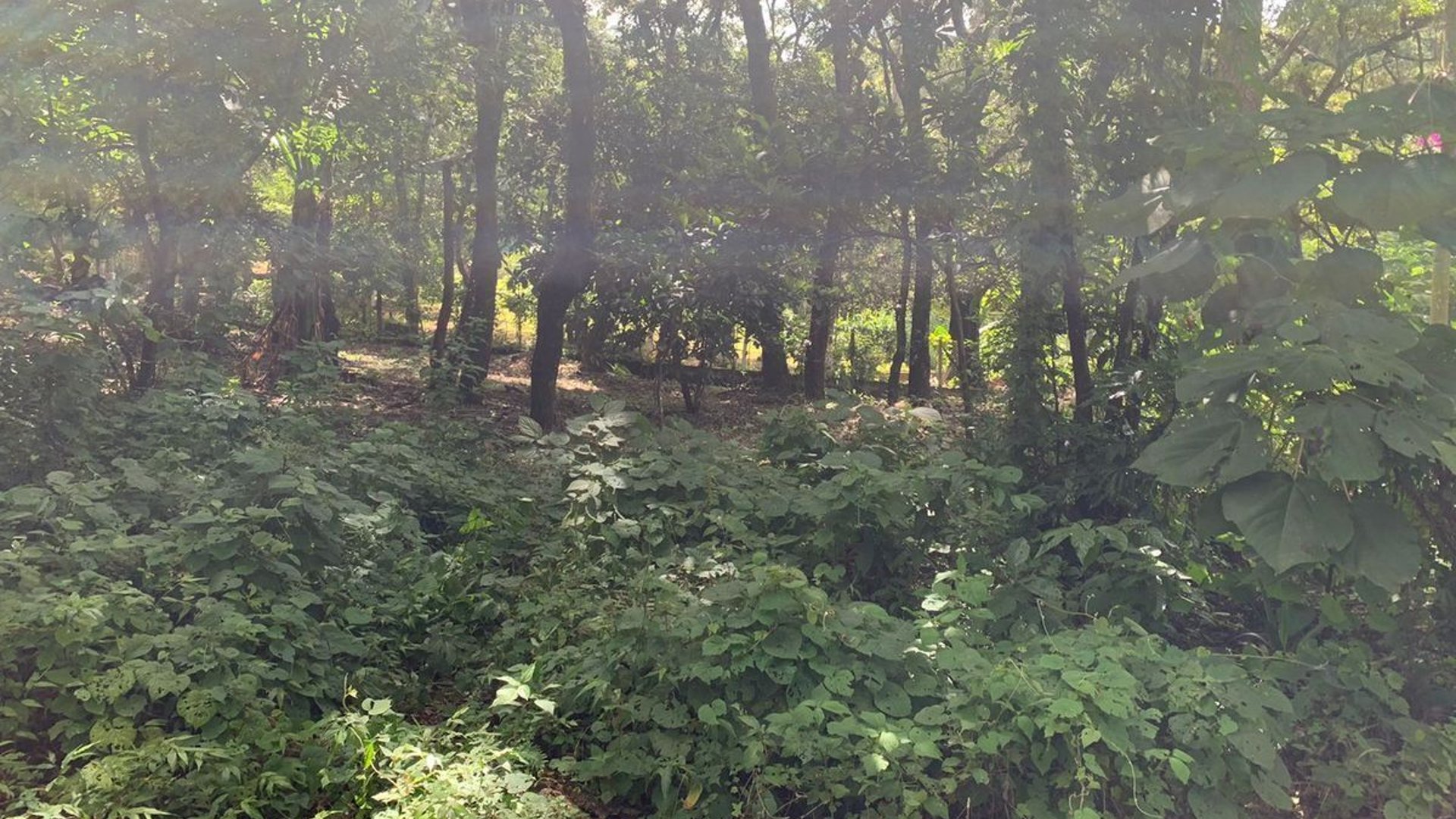 TERRENO EN VENTA EN EL ENCINAL, MIXCO