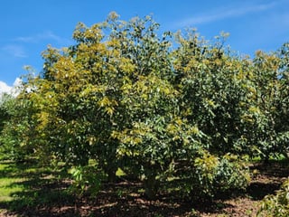 En venta finca aguacate Hass San Vicente Pacaya Esc - 3