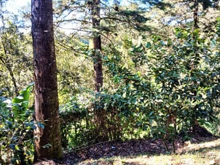 VENTA DE TERRENO EN LO DE DIEGUEZ - 2