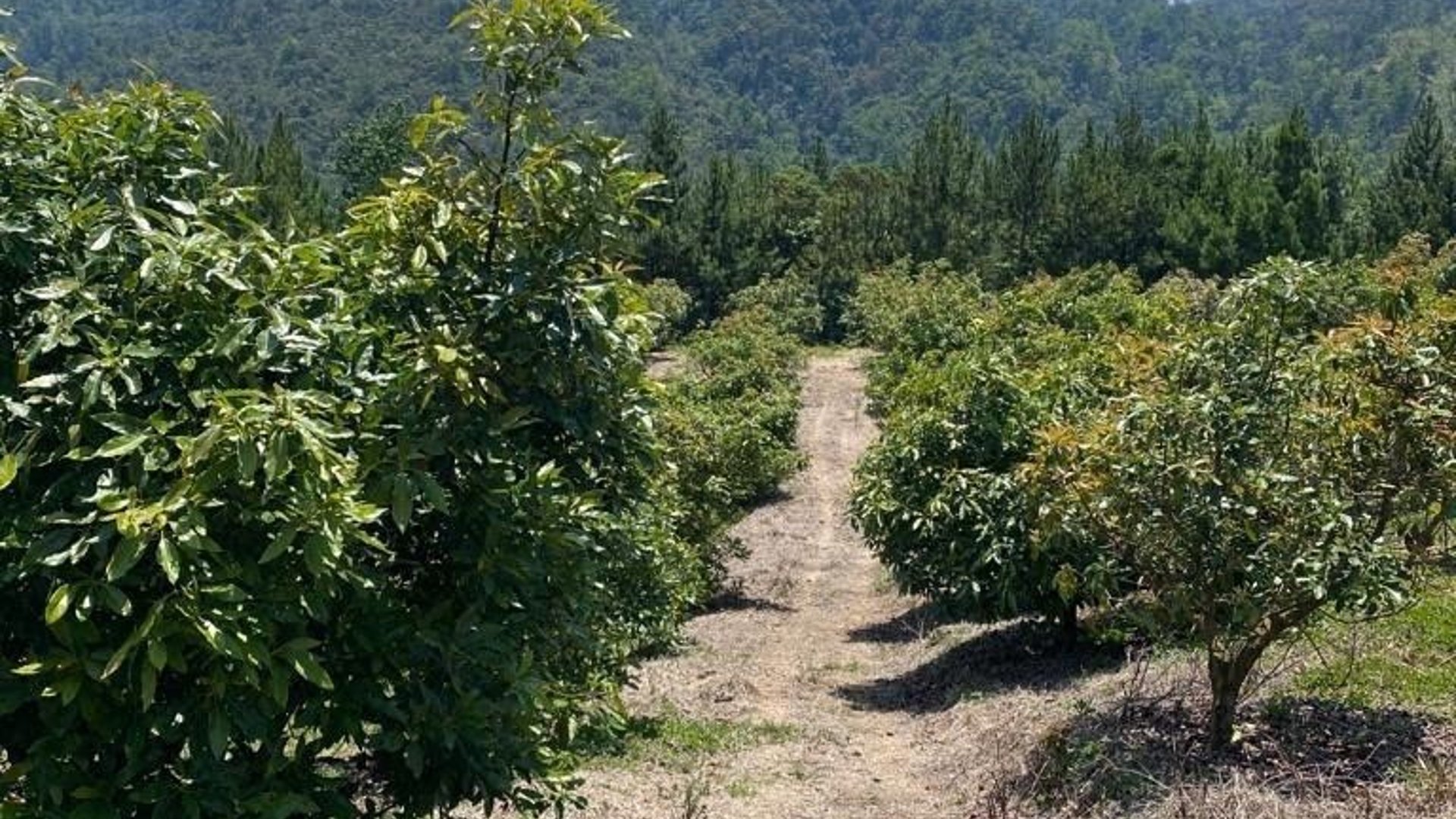 Finca en Venta en La Unión Barrios Km. 152, Baja Verapaz