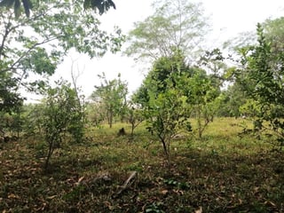 Terreno en Venta en Quintas Vallarta Escuintla - 3