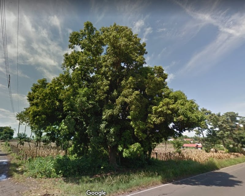 Terreno en alquiler KM 235 Aldea Las Palmas Coatepeque