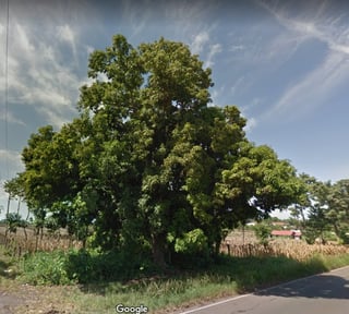 Terreno en alquiler KM 235 Aldea Las Palmas Coatepeque