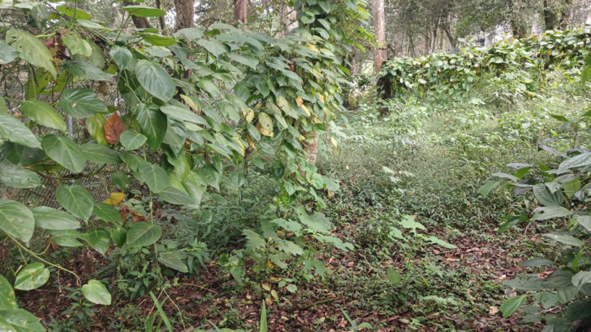 TERRENO EN VENTA EN SAN LUCAS SACATEPEQUEZ - Miniatura 20