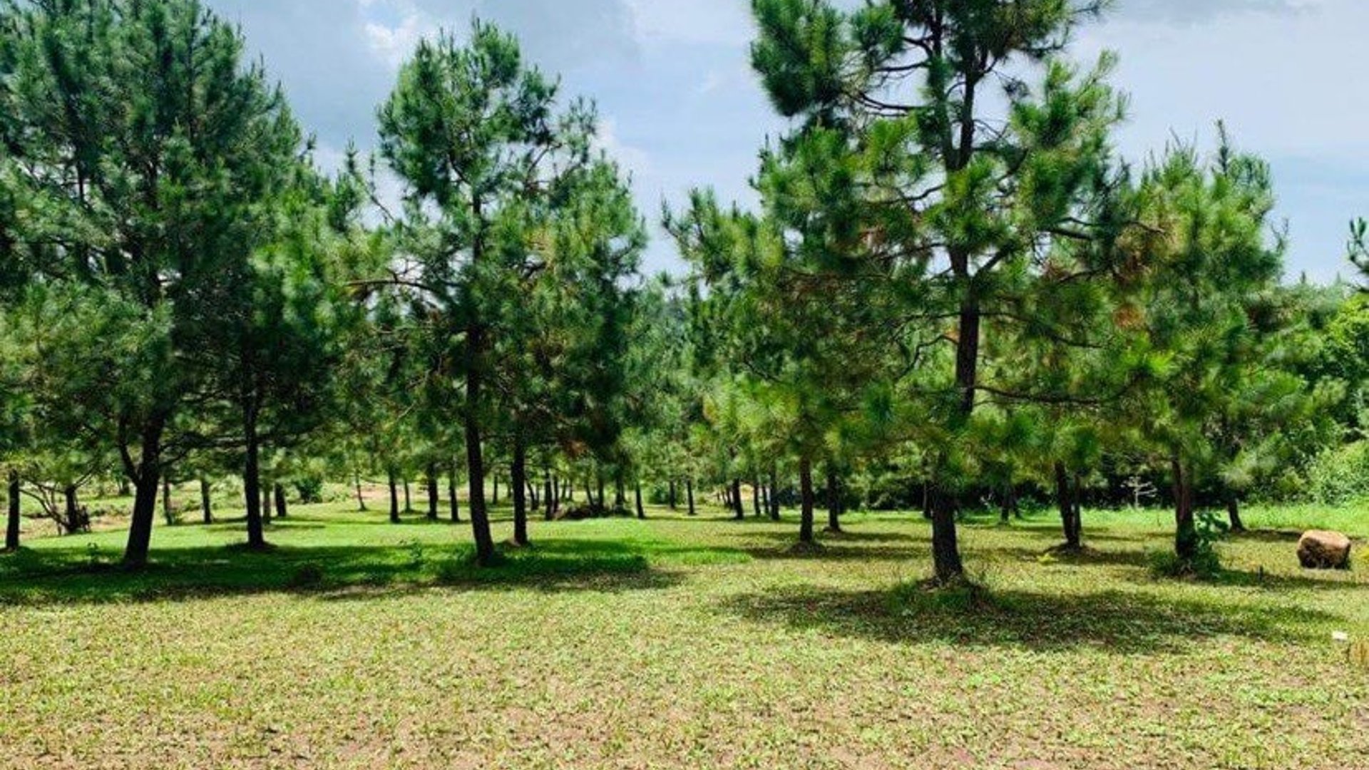 TERRENOS EN VENTA EN LAGUNA PARAISO, LAGUNA DEL PINO, BARBERENA - Miniatura 7