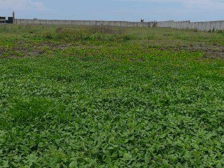 Terreno en Venta frente al mar en Puerto San José, Escuintla - 2