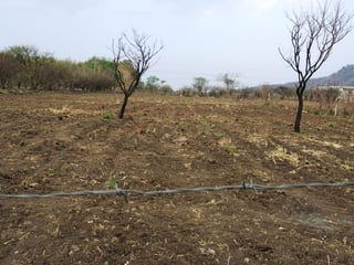 Terreno en Venta totalmente plano en El Progreso Jutiapa (Cantón Las Flores) - 3