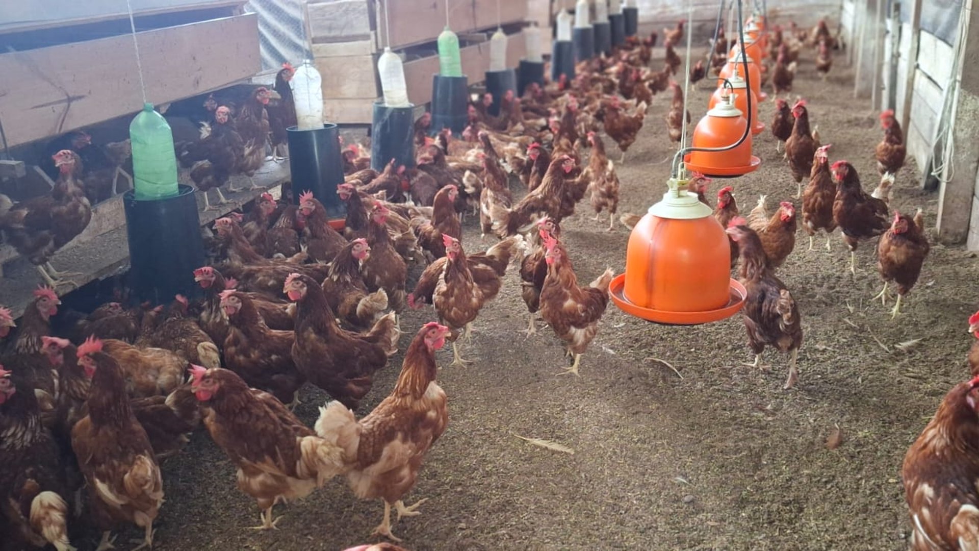 Granja en Venta en Cobán, Alta Verapaz  - Miniatura 17