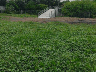 Terreno en Venta frente al mar en Puerto San José, Escuintla - 3