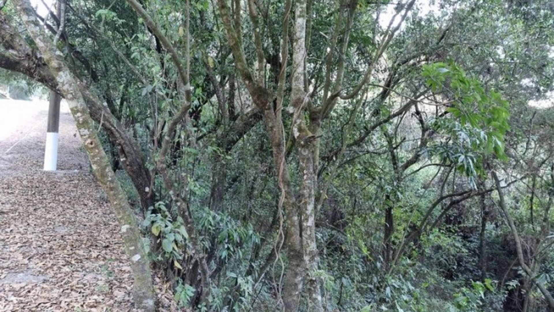 Terreno en Venta en El Encinal, Zona 7 de Mixco - Miniatura 16