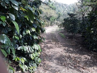 Vendo Finca para Café y Aguacate en Acatenango Chimaltenango  - 4