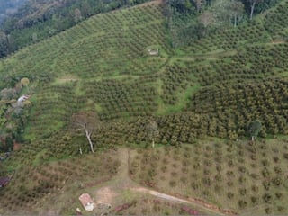 Land with Hass Avocado Plantations in Purulha, Baja Verapaz - 4
