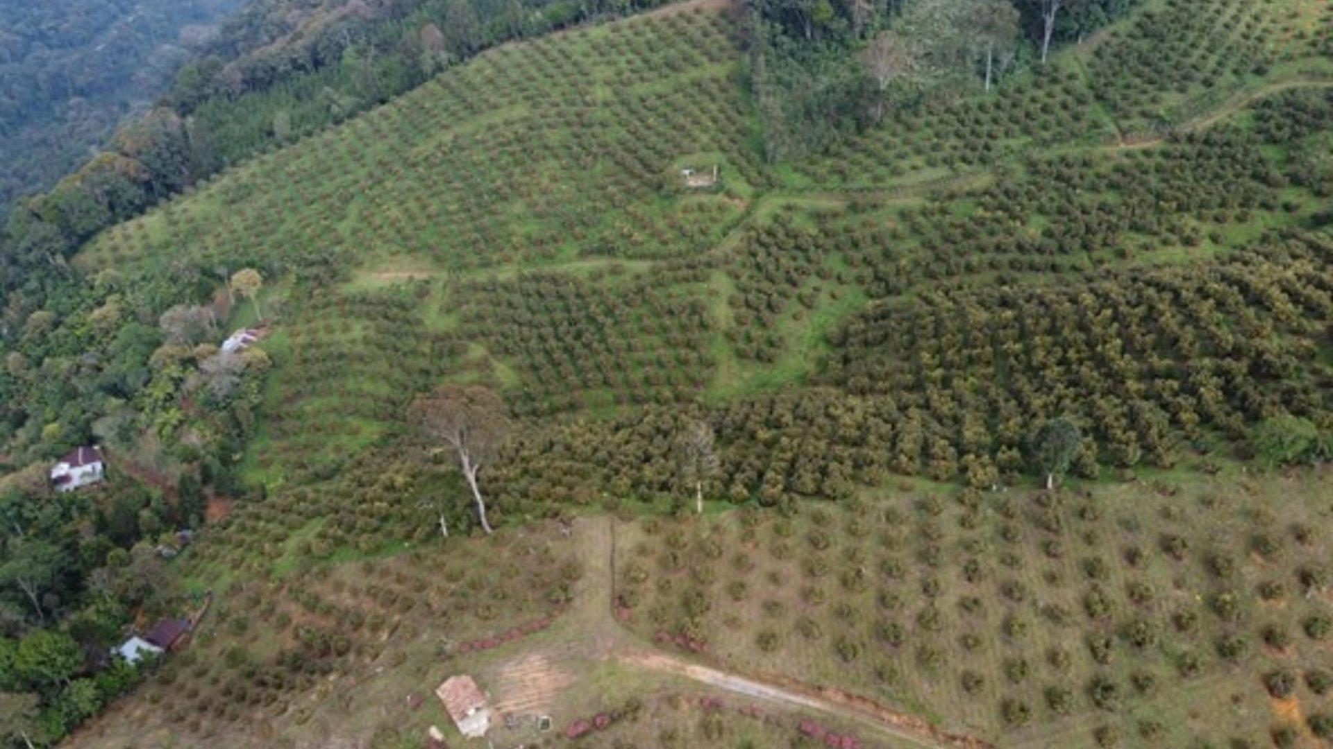 Land with Hass Avocado Plantations in Purulha, Baja Verapaz - Miniatura 4
