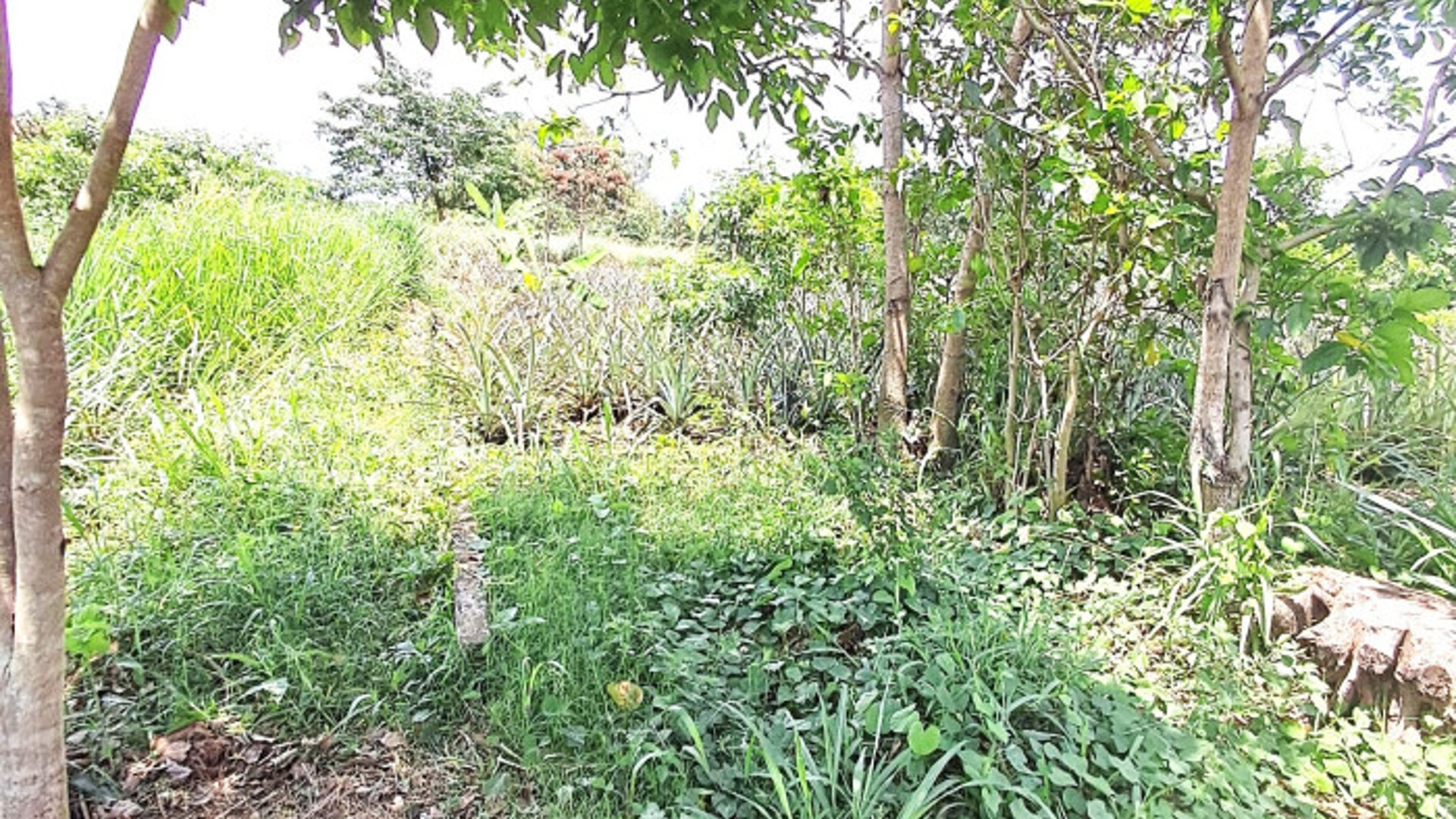 TERRENO RUSTICO EN ALQUILER EN MAZATENANGO - Miniatura 2