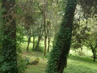 VENTA DE TERRENO EN SANTA ROSALIA LA LAGUNA - Image 2