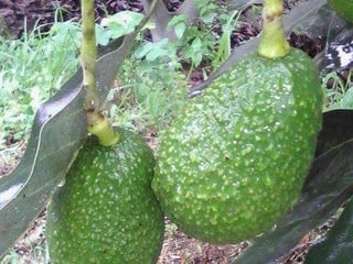 Finca en Venta en Santo Tomás Milpas Altas, Sacatepequez - 4