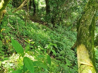 TERRENO EN VENTA EN KM. 15.5 CARRETERA AL SALVADOR. - 4