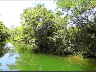 TERRENO EN VENTA EN RIO DULCE - 5