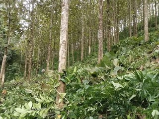 Finca con Plantación de Teca en Venta en Alta Verapaz | Inversión Forestal - 5