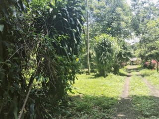 Land for Rent in Escuintla, km 79 route to Siquinala - Image 3