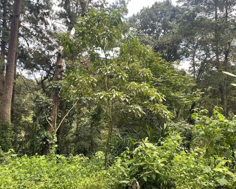 SANTA ROSALÍA / Terreno en venta