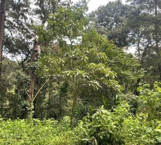 SANTA ROSALÍA / Terreno en venta