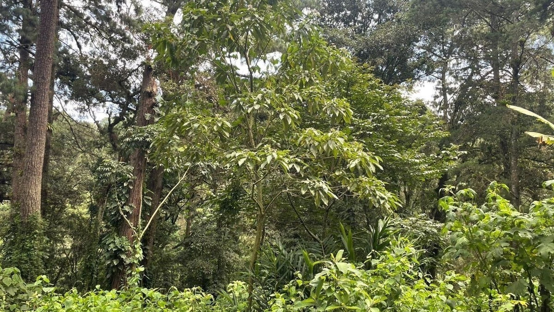 SANTA ROSALÍA / Terreno en venta