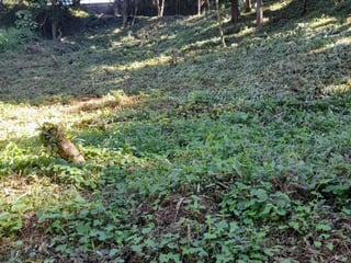 Terreno en Venta La Hondonada Santa Catarina Pinula - 2
