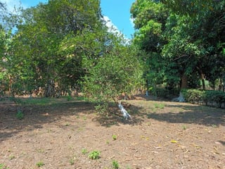 Granja en renta en Km. 102 Puerto de San José - Image 15