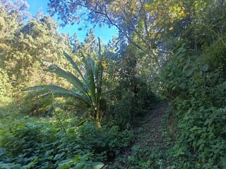 Finca en Venta de 9 manzanas en Fraijanes Guatemala - Image 14