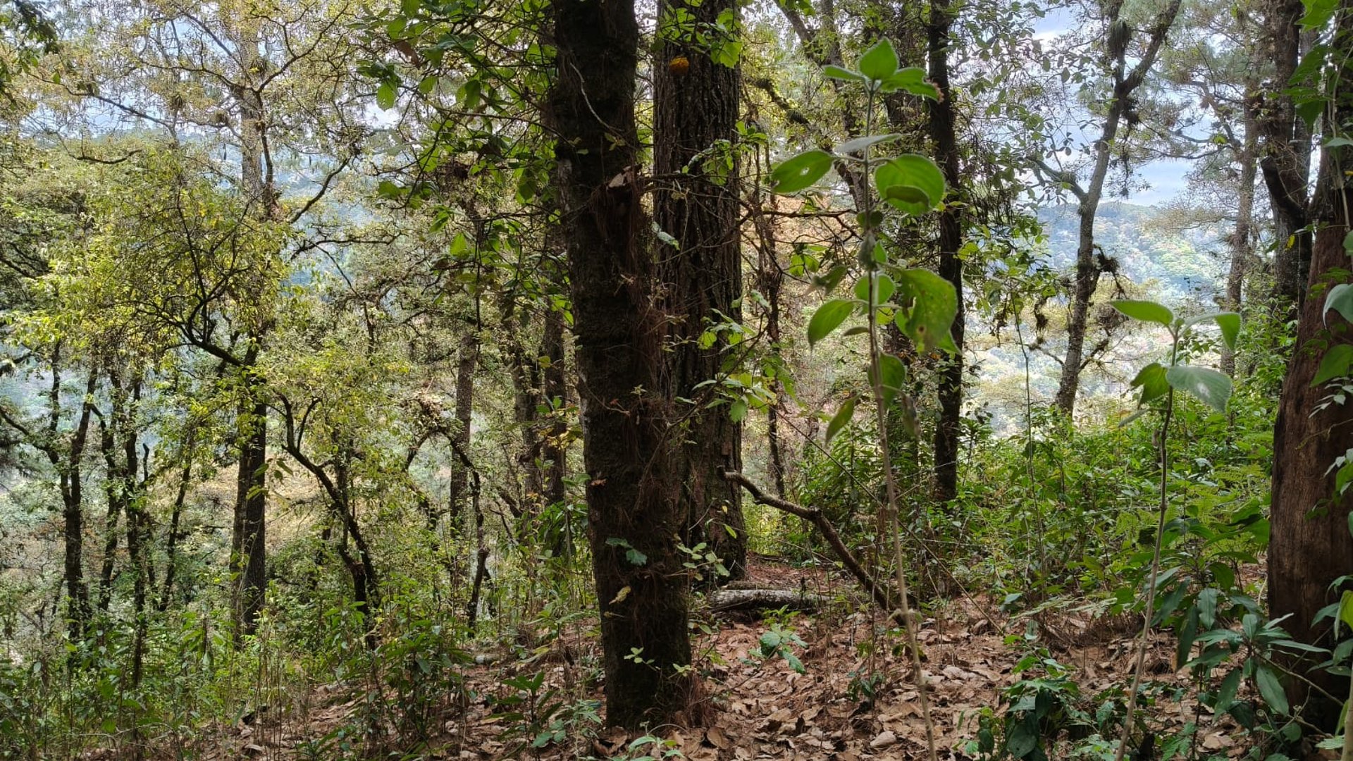 VENTA DE AMPLIO TERRENO 4,460VR2 - EL ENCINAL, MIXCO  - Miniatura 6