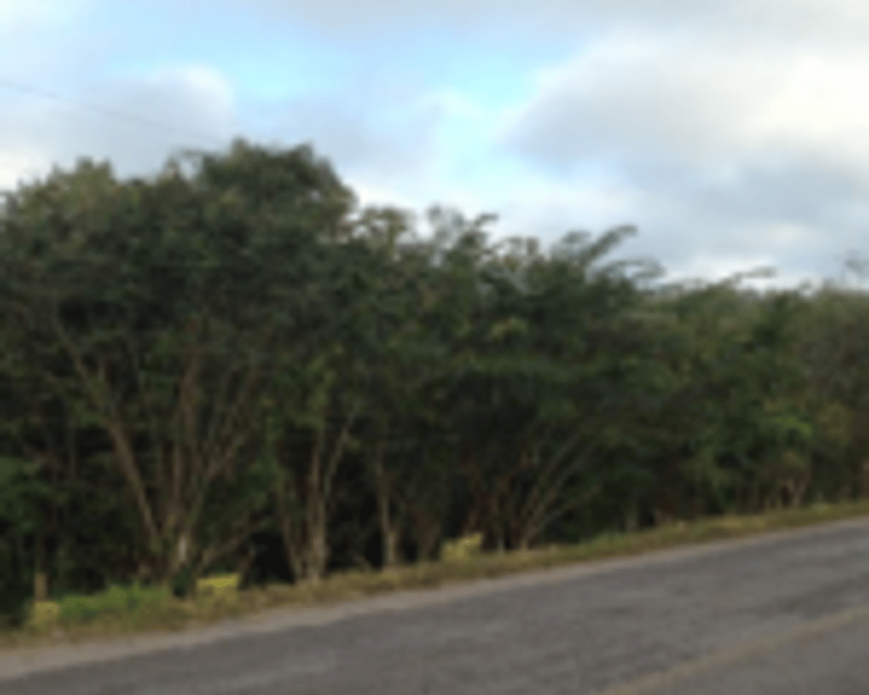 TERRENO EN CAOBA PETEN