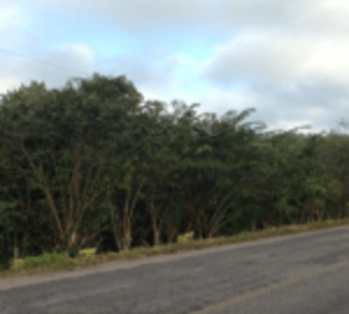 TERRENO EN CAOBA PETEN