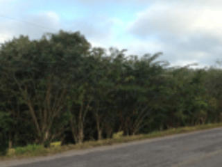 TERRENO EN CAOBA PETEN - Image 1