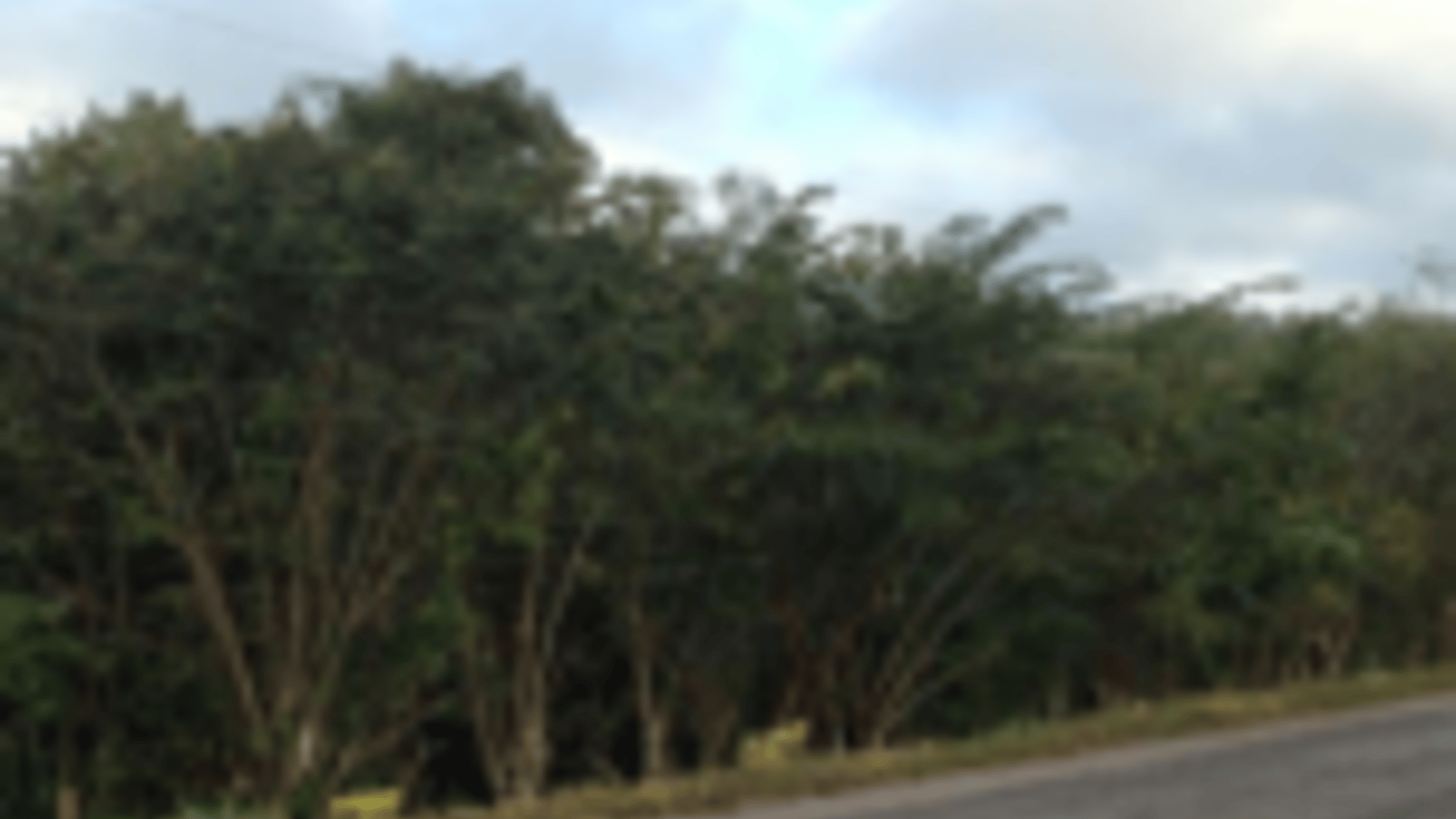 TERRENO EN CAOBA PETEN