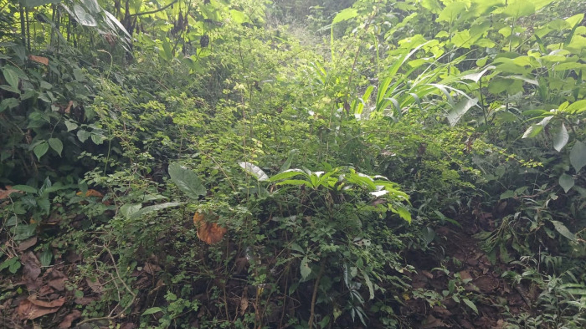 TERRENO EN VENTA EN SAN LUCAS SACATEPEQUEZ - Miniatura 18