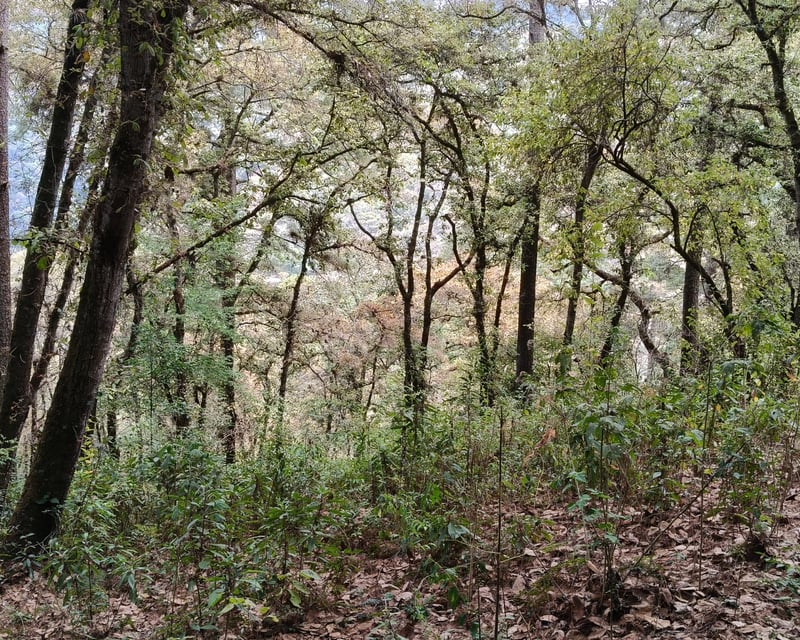 VENTA DE AMPLIO TERRENO 4,460VR2 - EL ENCINAL, MIXCO