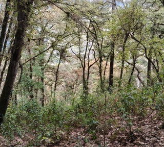 VENTA DE AMPLIO TERRENO 4,460VR2 - EL ENCINAL, MIXCO 