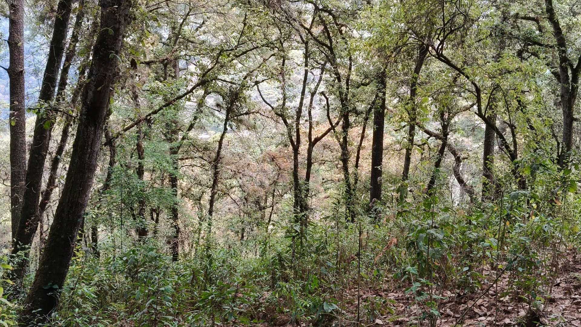 VENTA DE AMPLIO TERRENO 4,460VR2 - EL ENCINAL, MIXCO 