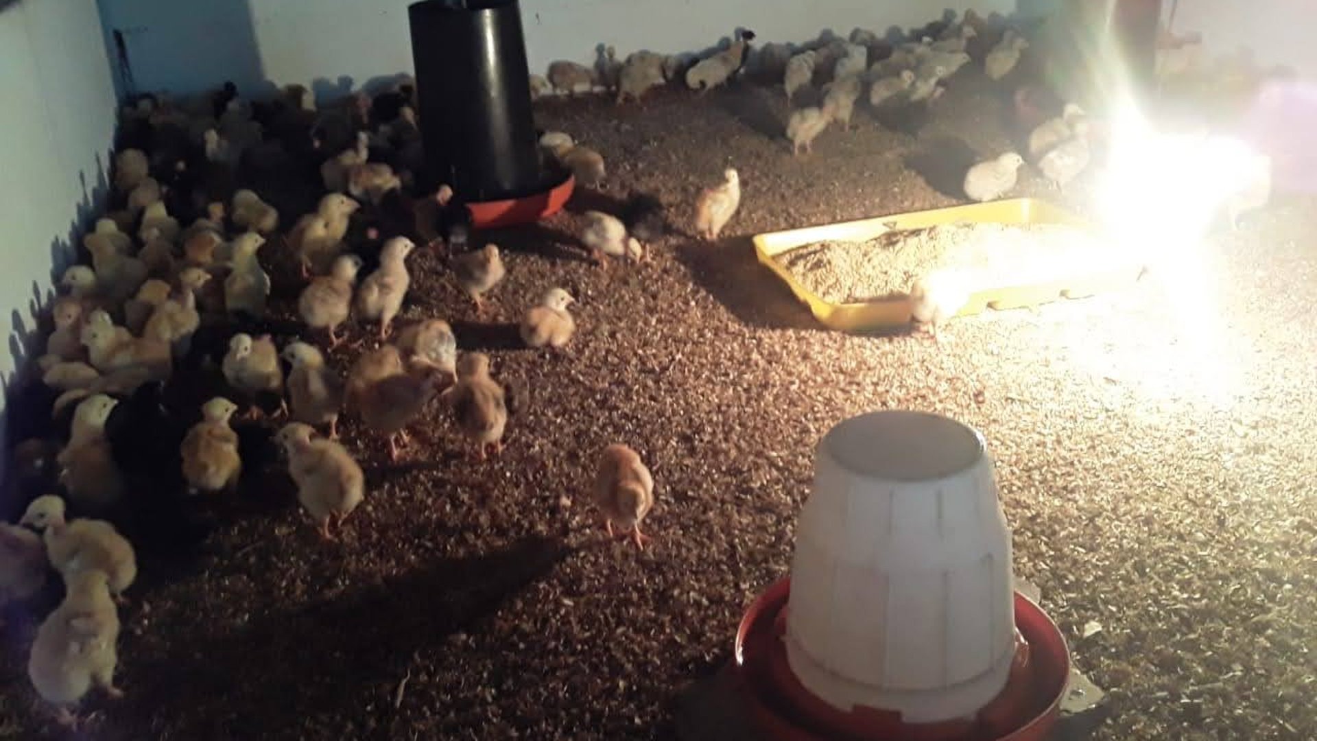 FINCA EN VENTA EN ALDEA EL SAUCE  - Miniatura 2